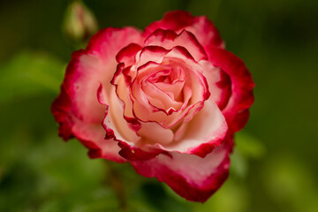 pink rose