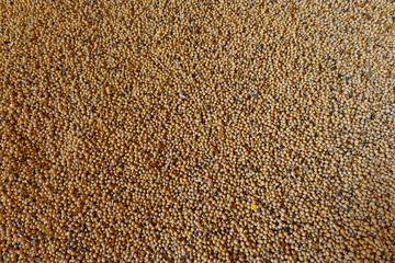 Soybean mature seeds. Pile of soybeans after harvest