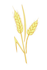 Vector golden spikelet of wheat isolated on white background. Hand drawn color clipart in flat style. Theme of bakery products, flour, harvest, thanksgiving