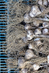 Organic garlic is dried after harvesting. Garlic as a source of health in natural folk medicine