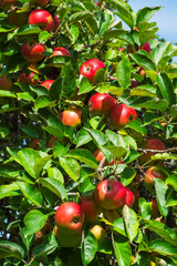 View of red ripe apples on a tree in an orchard in Taunus/Germany in autumn