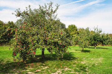 Fototapeta premium View of an orchard in the Taunus/Germany in autumn with ripe apples