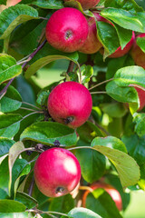 View of red ripe apples on a tree in an orchard in Taunus/Germany in autumn