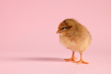 Cute chick on pink background, closeup with space for text. Baby animal