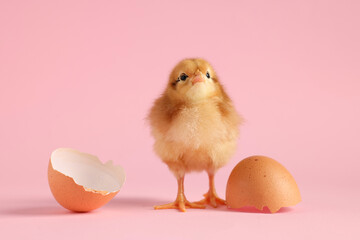 Fototapeta premium Cute chick and pieces of eggshell on pink background, closeup. Baby animal