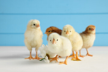 Many cute chicks on white wooden table, closeup. Baby animals