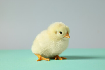 Cute chick on turquoise table, closeup. Baby animal