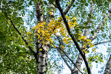 THE FIRST YELLOW LEAVES ON THE BIRCH IN EARLY AUTUMN