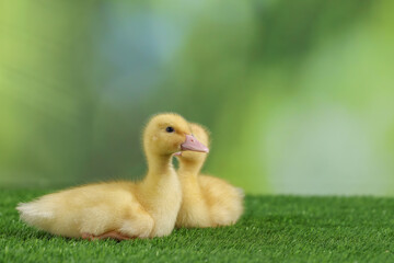 Cute fluffy ducklings on artificial grass against blurred background, closeup with space for text. Baby animals