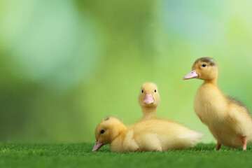 Cute fluffy ducklings on artificial grass against blurred background, space for text. Baby animals