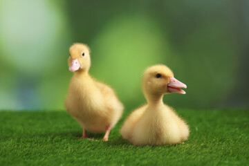 Cute fluffy ducklings on artificial grass against blurred background, closeup. Baby animals