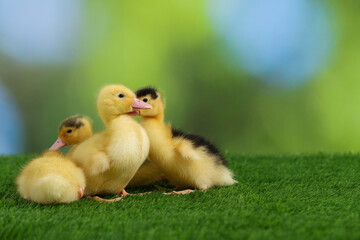 Cute fluffy ducklings on artificial grass against blurred background, space for text. Baby animals