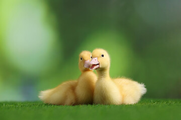 Cute fluffy ducklings on artificial grass against blurred background, closeup. Baby animals
