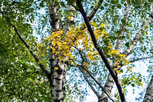 THE FIRST YELLOW LEAVES ON THE BIRCH IN EARLY AUTUMN
