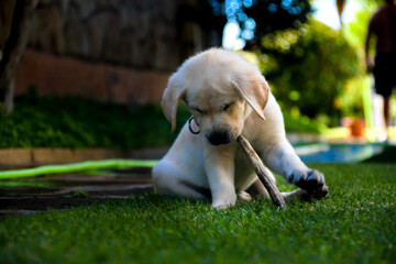 Golden puppy dog in the grass. Grass Golden puppy dog in the grass. Grass. guide dog puppy