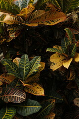 croton © Nena