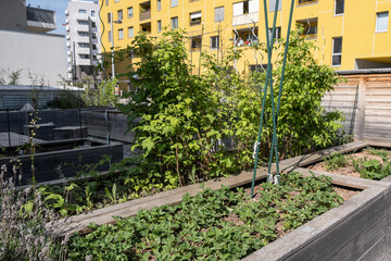 Fototapeta na wymiar Urban farming: community garden in the city as sustainable living. Strawberry beds