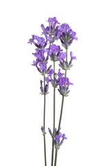 Fototapeta premium Beautiful blooming lavender flowers isolated on white