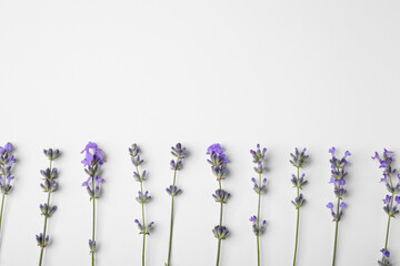 Beautiful aromatic lavender flowers on white background, flat lay. Space for text