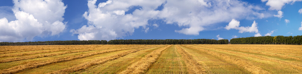 Obraz premium Harvesting bread, field and beautiful blue sky with white clouds, autumn, panoramic view