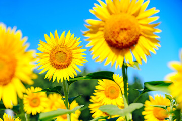 青空とひまわり