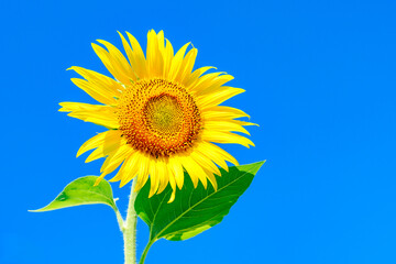 青空とひまわり