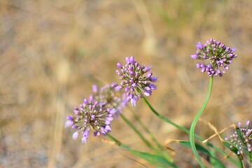 Rock flowers blooming in red point beach