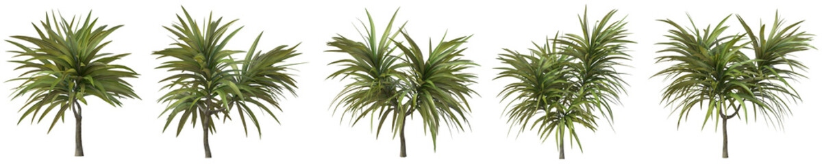 Set of Dracaena Cambodiana plant or Green dragon tree with isolated on transparent background. PNG file, 3D rendering illustration, Clip art and cut out