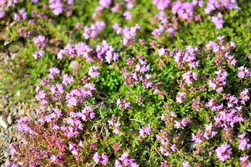 Rock flowers blooming in red point beach