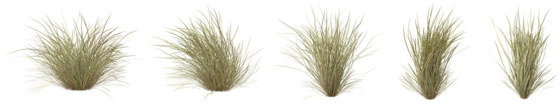 Set of Lasiurus Scindicus or Sewan grass. with isolated on transparent background. PNG file, 3D rendering illustration, Clip art and cut out
