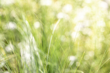 Blurred greenery grass on summer field or meadow. Horizontal format. Soft focus. Copy space.