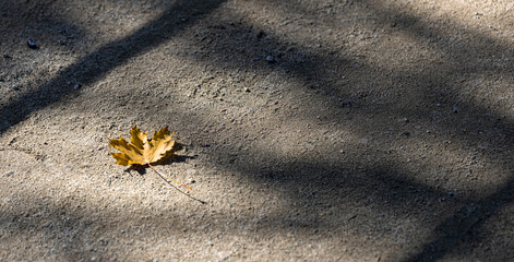 One maple yellow leaf on asphalt road in sunlight with shadows. Selective focus. Copy space.