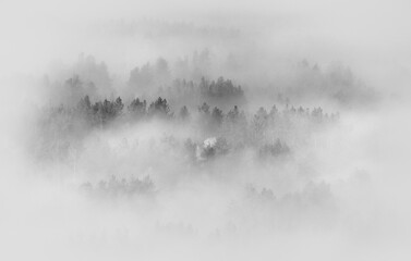 A thick fog covered the woodland, a top view, black and white, vignette
