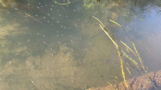 A lot of water striders are moving on the pond, lake or river surface. Pleuston (surface-living) animals. Insects having the unusual ability to walk on water