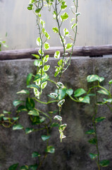 varigata ivory betel plant in a yard