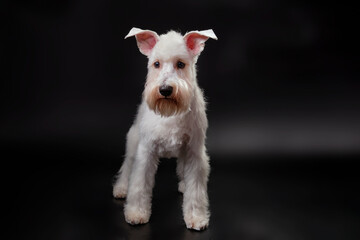 Miniature Schnauzer after groomer's haircut on a black background