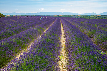 Obraz premium Avignon, France,Paris France -JUNE 24 ,2023: Many tourists viewing lavender in Avignon, France
