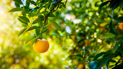 orange orchard. Orange on tree. Orange garden. oranges branch with green leaves on tree