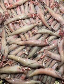 fresh bombay duck fish on the market.this photo was taken from Bangladesh.