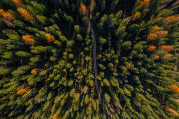 Aerial autumn view of hiking trail and trees, The Dolomites South Tyrol Italy