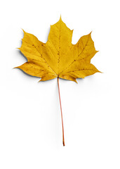 Maple Autumn Leaf