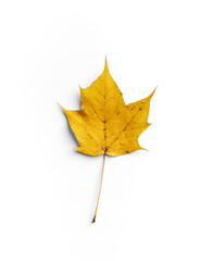 Maple Autumn Leaf