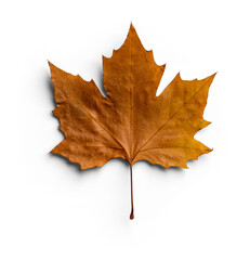 Maple Autumn Leaf