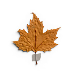 Maple Autumn Leaf with Tape