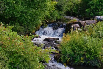 waterfall in the forest