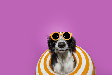 Portrait summer puppy dog inside of an inflatable. Isolated on purple background