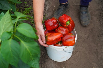 the hands of a retired farmer's woman put red pepper fruits in a white plastic bucket near a green...
