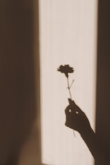 Aesthetic warm tan sunlight shadow silhouette of women hand holding carnation flower on beige wall....