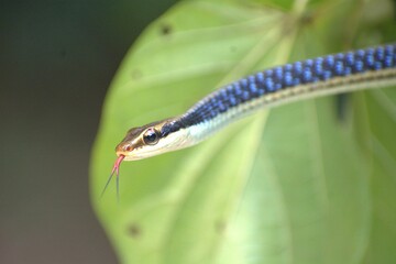 Painted Bronzeback Snake on a Leaf, snake, leaf, camouflage, reptile, nature, rainforest, tropical, South Asia, Dendrelaphis pictus, Dendrelaphis tristis, Dendrelaphis caudolineatus, Chironius