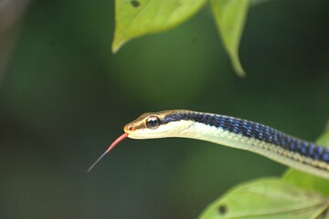 Painted Bronzeback Snake on a Leaf, snake, leaf, camouflage, reptile, nature, rainforest, tropical,...